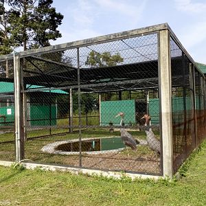 Sarus Crane Enclosure