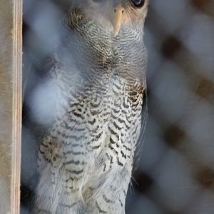 Spot-bellied Eagle-owl