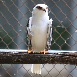 Black-shouldered Kite
