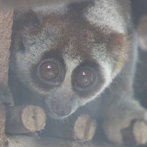 Slow Loris
