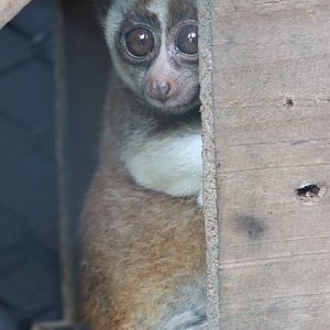 Slow Loris