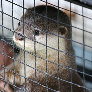 Baby Otter