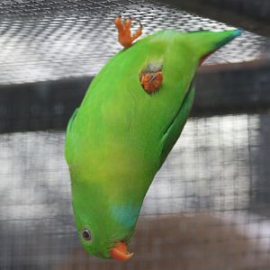 Vernal Hanging Parrot