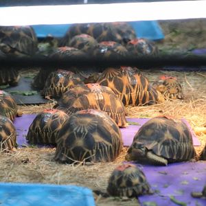 Numbered Tortoises