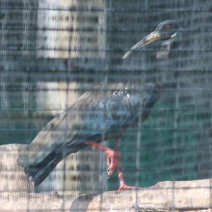White-shouldered Ibis