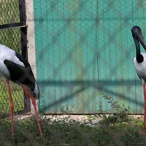Black-necked Stork Pair