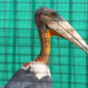 Greater Adjutant
