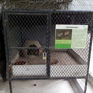 Tenrec Cage