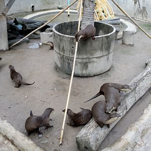 One of the Otter Enclosures
