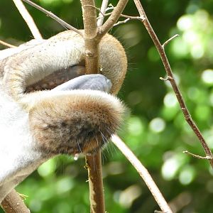 Northern giraffe, September 2018