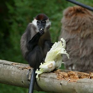 Cherry-crowned mangabey, September 2018