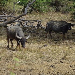 Wild water buffalo