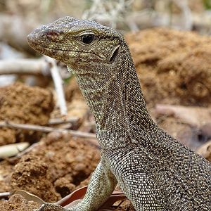 Bengal monitor