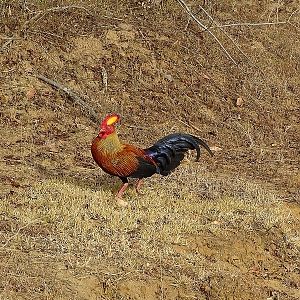 Sri Lanka Junglefowl