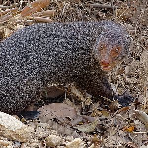 Ruddy mongoose