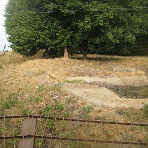 Ree Park - Wild dog exhibit