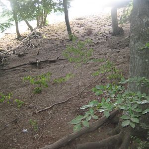 Ree Park - Mongoose exhibit