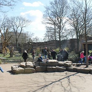 Gorilla outdoor-viewing area