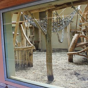 Viewing-window new Gorilla-indoor enclosure
