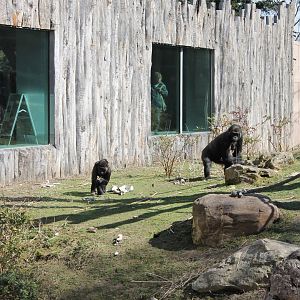 Gorillas in outdoor-enclosure