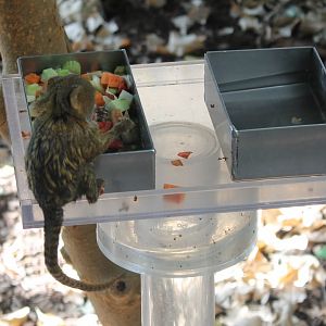 Pygmy marmoset at feeding-table