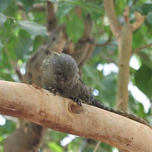 Pygmy marmoset