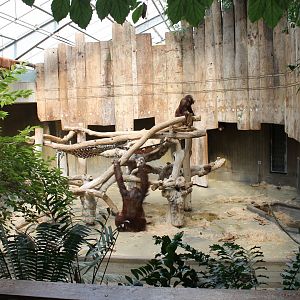 First Orang utan indoor enclosure