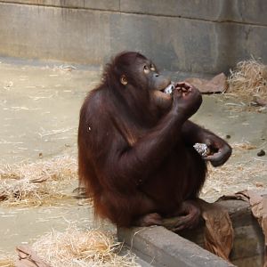Orang utan
