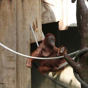 Orang utan with young in second enclosure