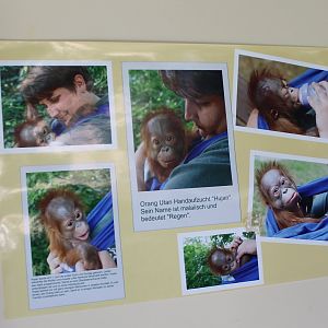 Photos hand-raising an Orang utan