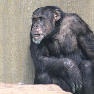 Chimpanzee