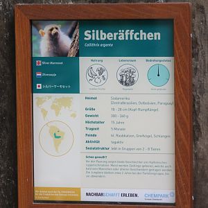 Sign Silver marmoset