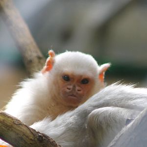 Silver marmoset