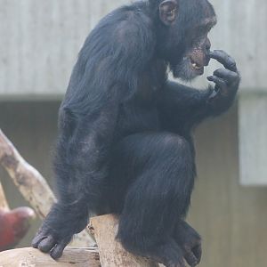 Chimpanzee