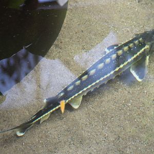 Sturgeon