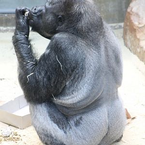 Old Silverback gorilla