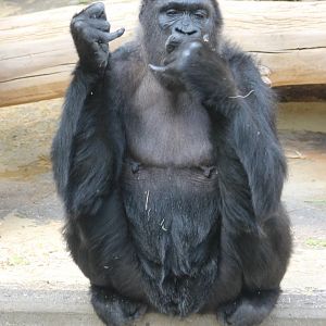 One of the old Gorilla-females