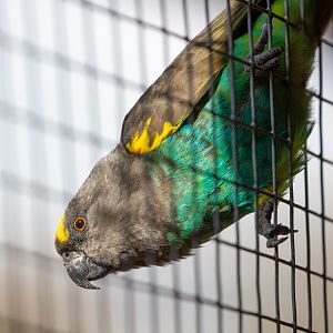 Brown parrot : Hamerton : 23 Sep 2018
