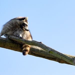 Northern raccoon : Hamerton : 23 Sep 2018