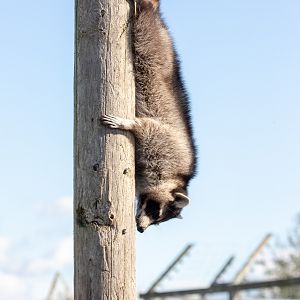 Northern raccoon : Hamerton : 23 Sep 2018