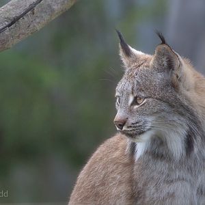 Canada lynx : Hamerton : 23 Sep 2018