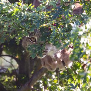Canada lynx : Hamerton : 23 Sep 2018