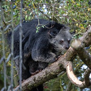 Binturong : Hamerton : 23 Sep 2018