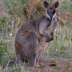 Swamp wallaby (Northern) : Hamerton : 23 Sep 2018