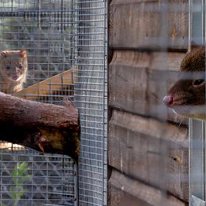 Tiger quoll : Hamerton : 23 Sep 2018