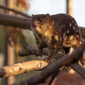 Tiger quoll : Hamerton : 23 Sep 2018