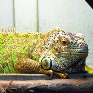 Green iguana