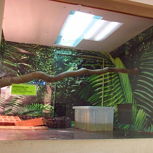 Boa constrictor exhibit