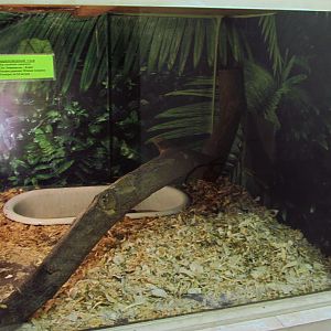 Boa constrictor exhibit