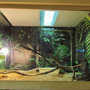 Ball python exhibit
